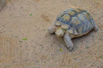 terrestrial turtle
