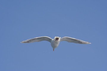Naklejka premium Seagull in Summer