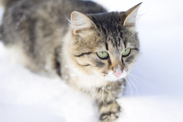 fluffy cat walking on snow