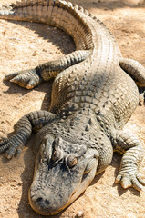 alligator lying in the sun