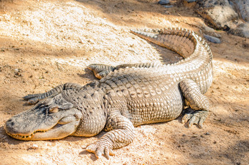 Fototapeta premium alligator lying in the sun
