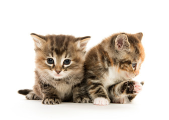 Fototapeta na wymiar Two cute kittens