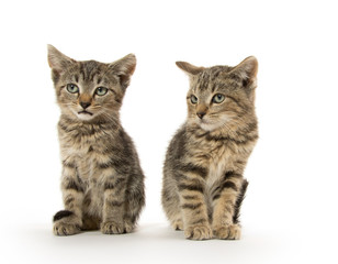 Two tabby kittens