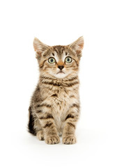 Cute tabby kiten