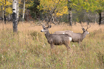 Obraz na płótnie Canvas Mule deer in aspen