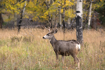 Obraz premium Mule deer in aspen