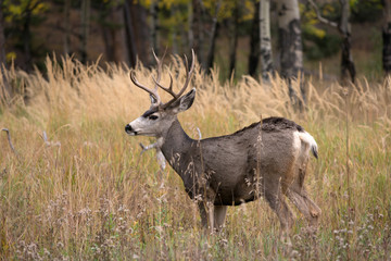 Fototapeta premium Mule deer in aspen