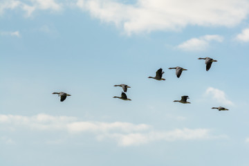 Obraz premium Flock of Greylag Geese (Anser anser) in flight.