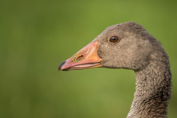 Close up of a Greylag Goose (Anser anser).
