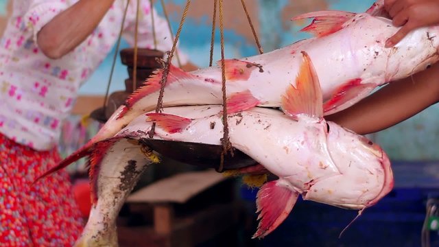 large, fresh fish at fish market in India