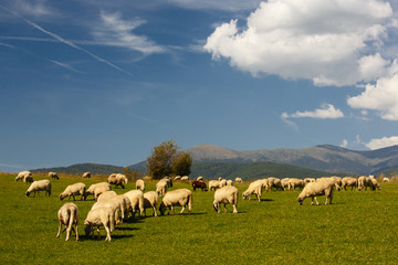 Naklejka na ściany i meble Herd of sheep