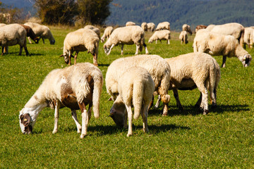 Obraz na płótnie Canvas Herd of sheep