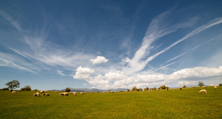Herd of sheep © psvrusso