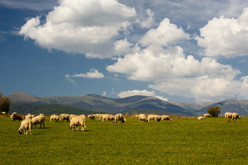 Obraz premium Herd of sheep