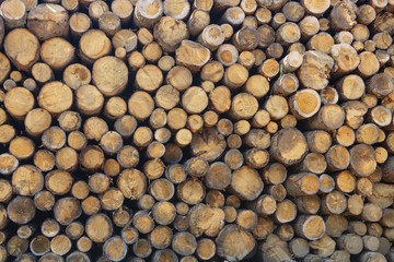 Stack of logs