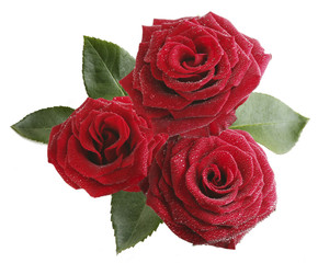 Bouquet of beautiful red roses isolated on white