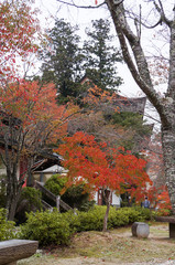 Red leaves in temple,autumn ,japan
