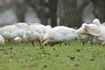Hausgänse