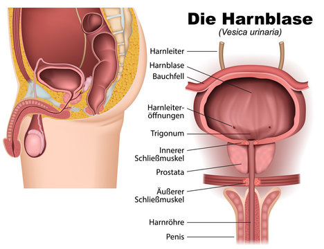 Harnblase, anatomie vektor illustration