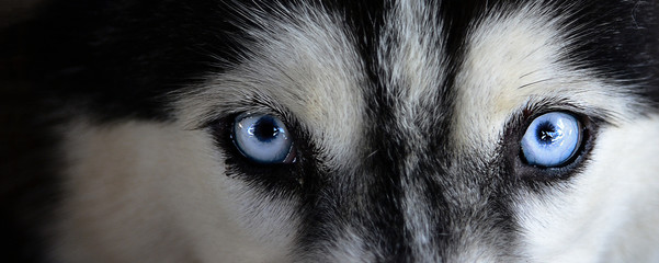 siberian husky © BigGabig