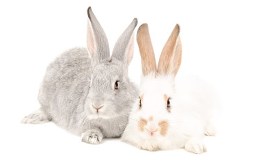 Two rabbits sitting together