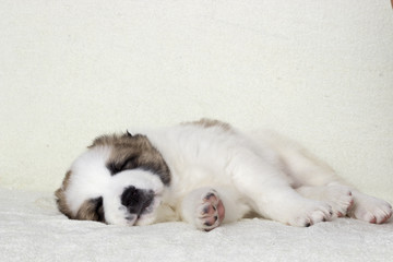 puppy sleeping