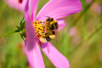 Humble-ee on a flower