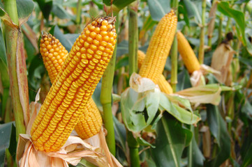 Ears of mais