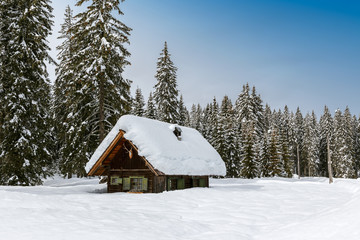Winter forest in Alps