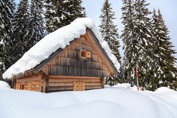 Winter forest in Alps