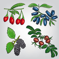 berries set