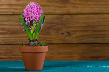Fresh spring Hyacinth in ceramic pot
