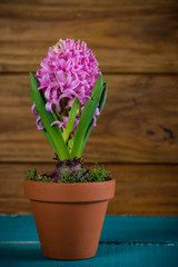 Fresh spring Hyacinth in ceramic pot