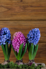 fresh hyacinth flowers on wooden background