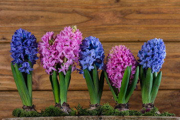 group of Hyacinth over wooden background