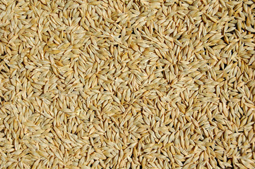 Barley grain