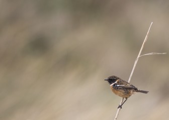 Stonechat