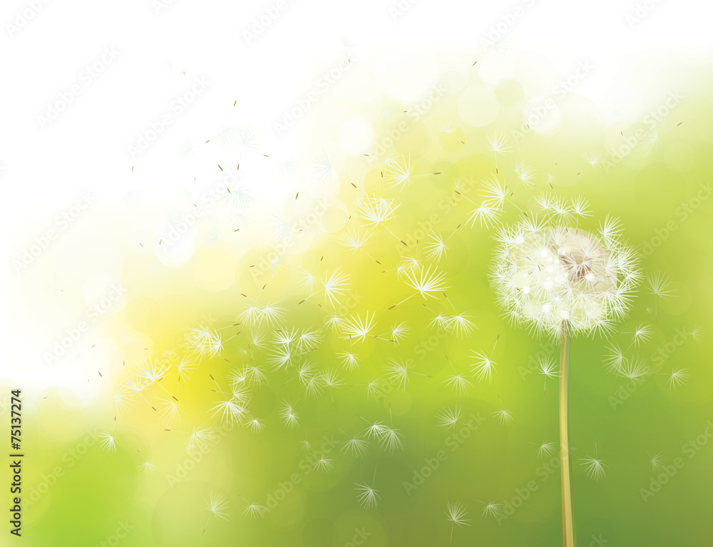Wall mural vector spring bokeh background with white dandelion.