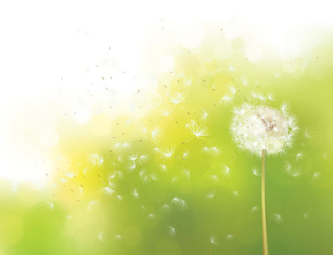Vector spring bokeh background with white dandelion.