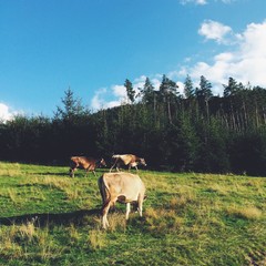Brown cows