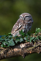 Little Owl
