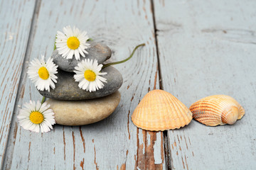 Drie zenstenen met madeliefjes en schelpen op oud hout