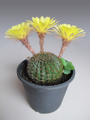 The cactus plant with triple bloom. This cactus name is Lobivia.