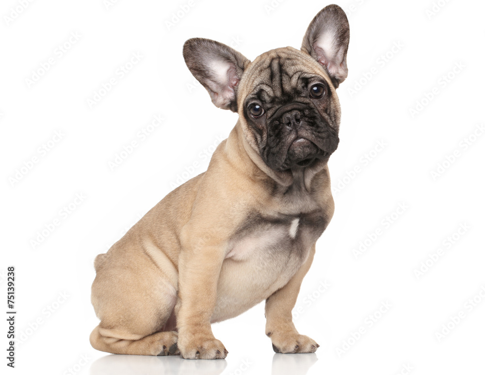 Poster French bulldog puppy