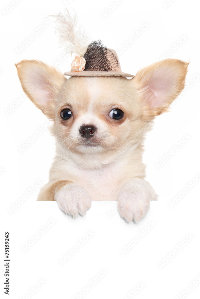 Wall mural Chihuahua puppy in a fashionable hat