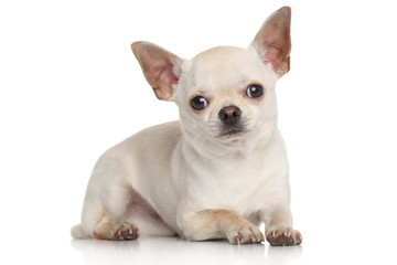 Chihuahua on white background