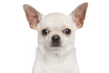 Chihuahua dog isolated