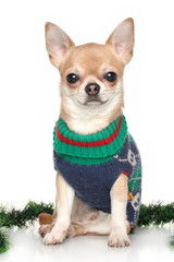 Chihuahua in winter clothes