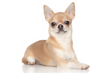 Chihuahua on white background - obrazy, fototapety, plakaty