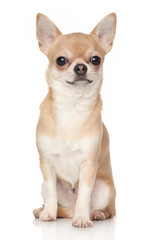 Chihuahua - obrazy, fototapety, plakaty